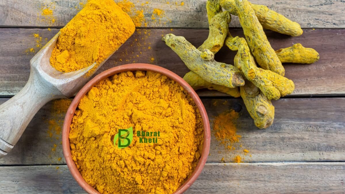 The Ultimate Guide to Haldi in India: Health, Farming, Buying & Uses